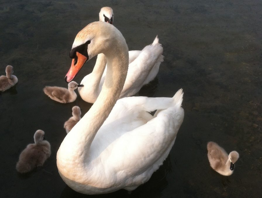 Clark Lake Swans