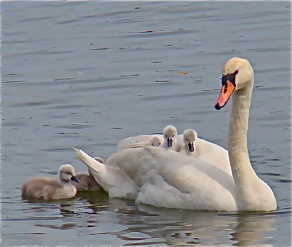 swan with babies