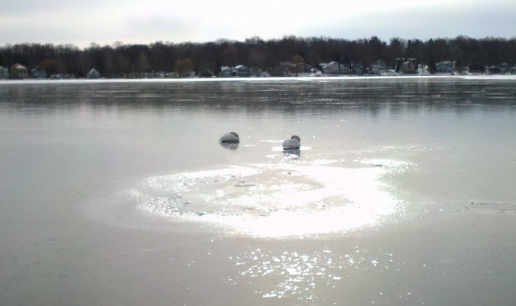 Unlike the swan in Ann's account, these two swans were on ice about the time the lake froze, but did not become trapped.
