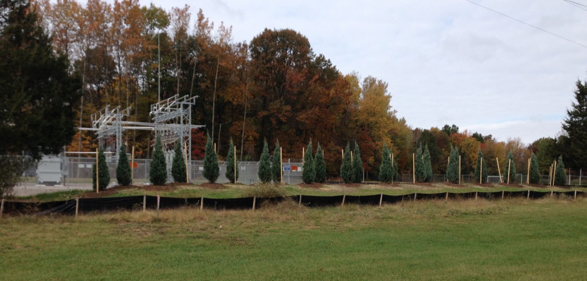Recently, these shrubs were planted along the edge of the substation that faces the Spirit Trail.