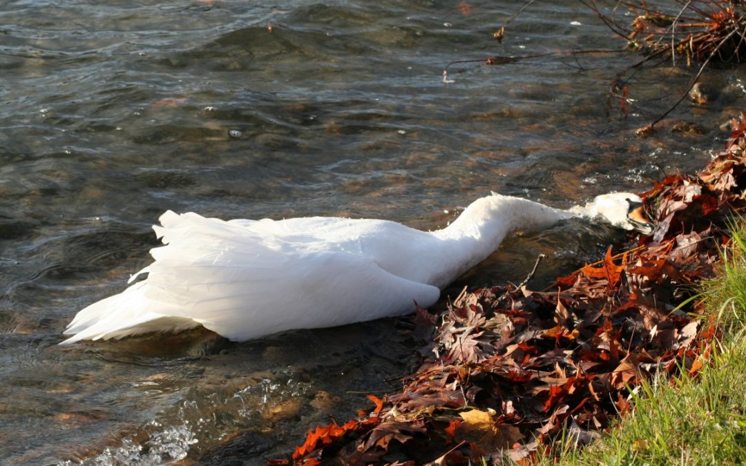 Another Sad Swan Story