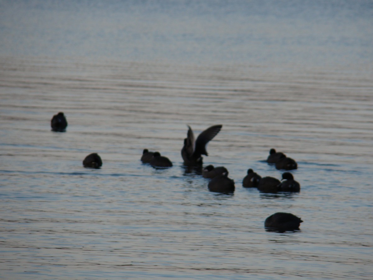 American Coots at the west end of Clark Lake.  Photo by Becky Consonni