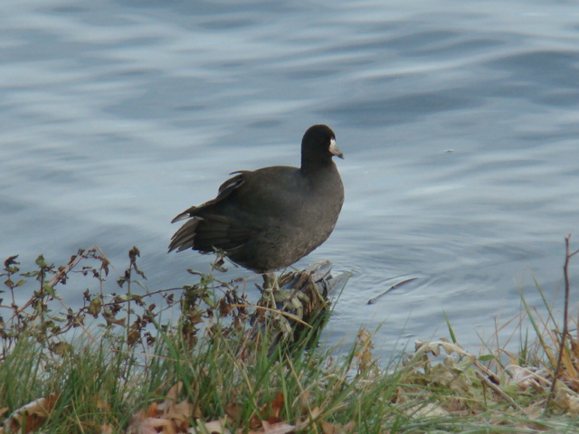 Coots rarely come on shore.  Photo by Becky Consonni