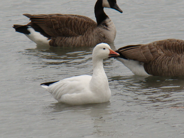 It looked like a seagull from a distance.  But turned out to be Ross's Goose!