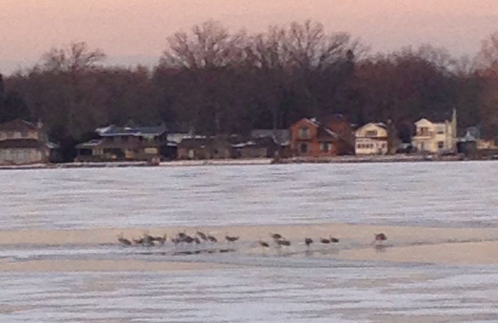 Sandhill Cranes gather around open spot on Clark Lake. Photo: Tucker Boyers