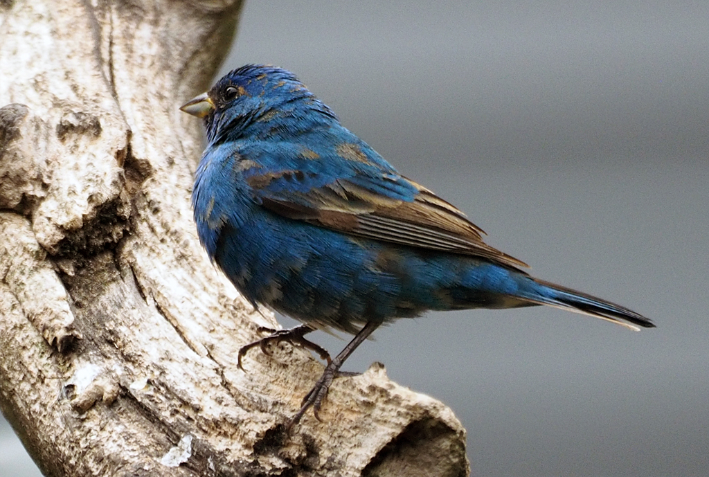 This indigo bunting seems to be molting a little because it has some brown in its feathers. When they are in full plumage the males are brilliant blue with black wings