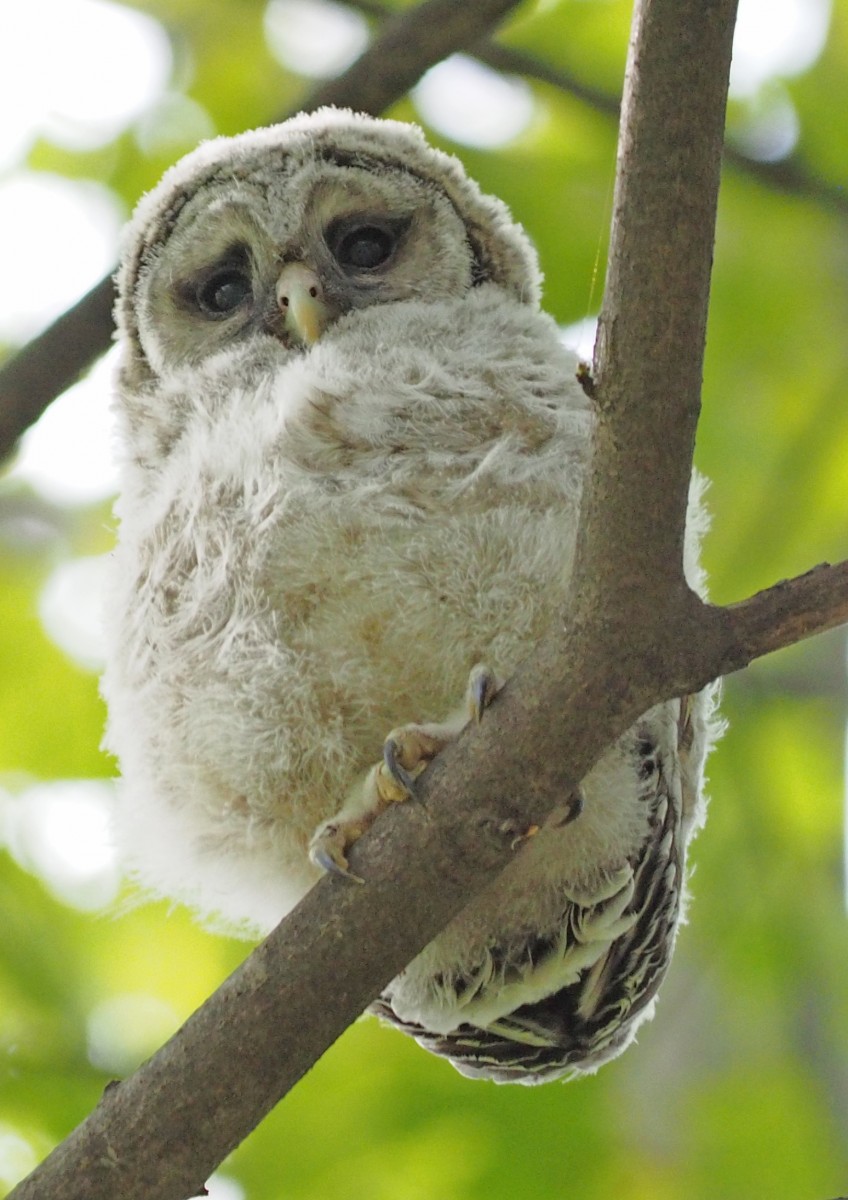 Baby barred owl