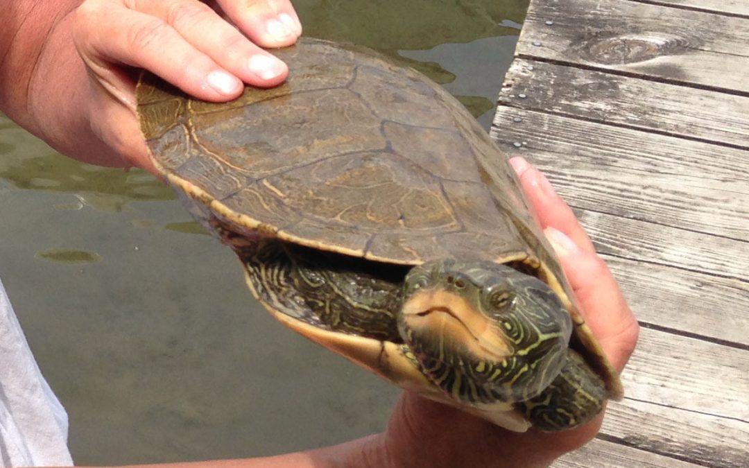 Clark Lake Turtles Are Still with Us