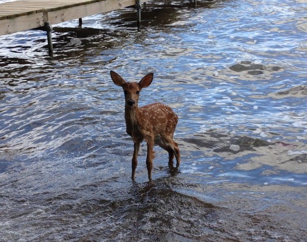 Fawn taking a swim near where Eagle Point meets Lakeview.