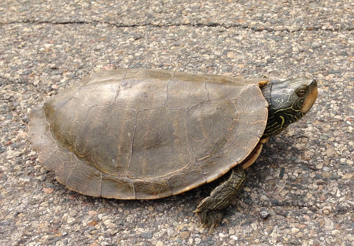 This turtle was spotted crossing the road on Lakeview West.  Another turtle was seen on Sandy Beach, digging a hole.