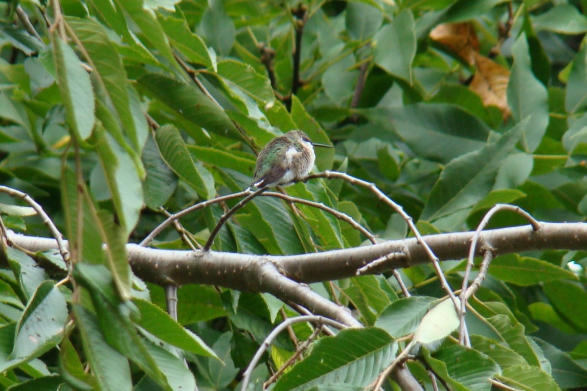 napping hummingbird