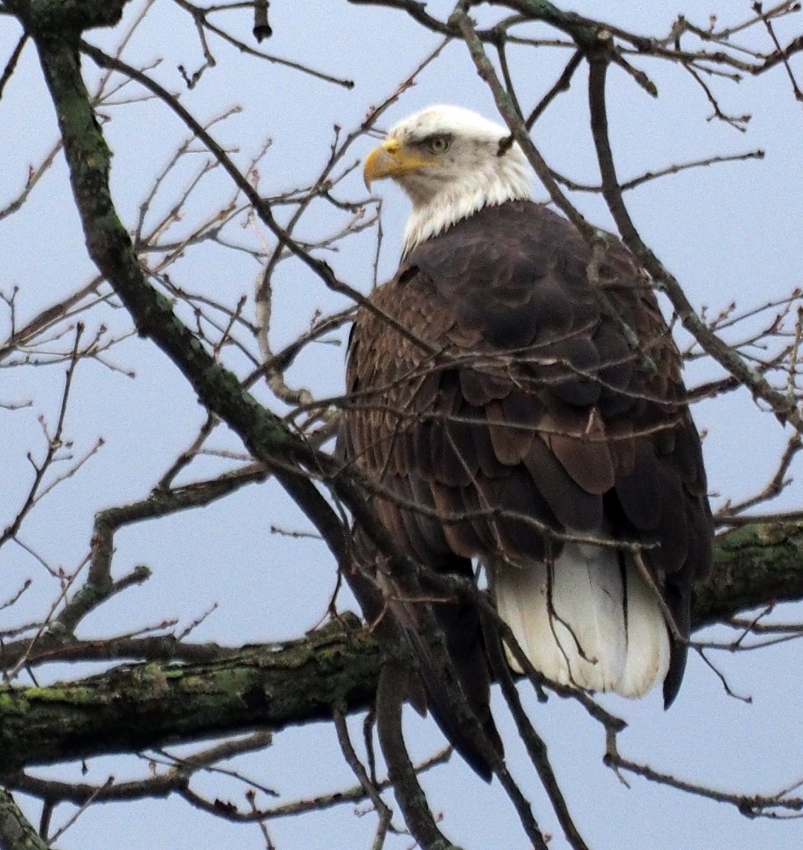 Eagle from neighbors yard
