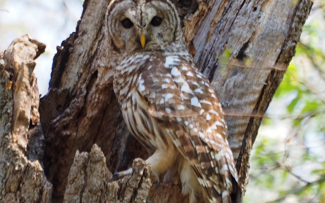 Barred Owls Return to Clark Lake Nest