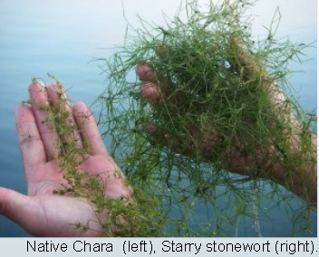 starry stonewort compared
