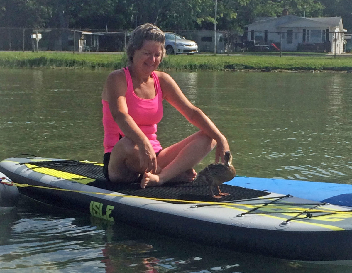 Duck on paddleboard 2015 09-18