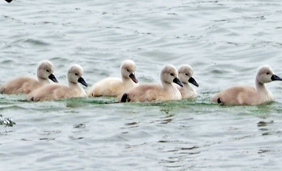 Six Swan Cygnets New to Clark Lake
