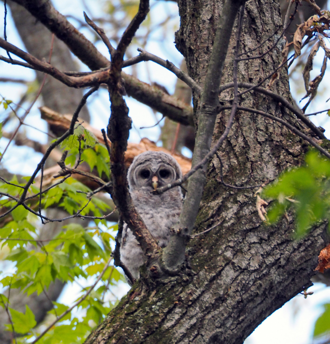 Owlet in tree
