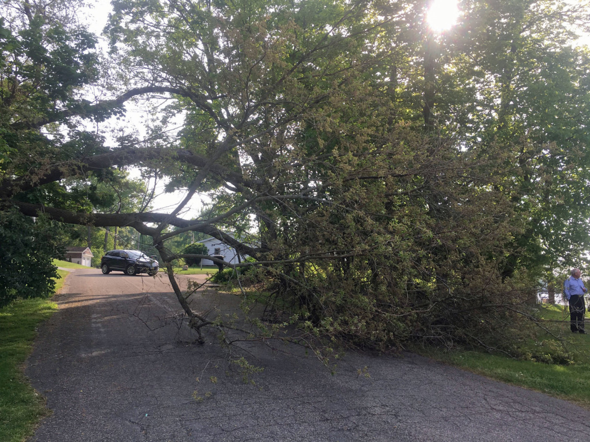 Lakeview West tree down