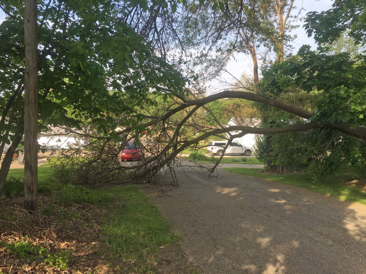 Lakeview West, tree down