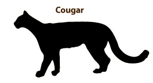 Cougar at Clark Lake