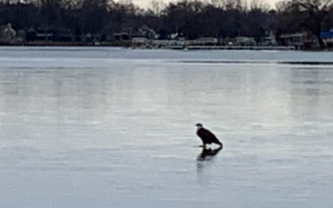 Eagle on Clark Lake Ice