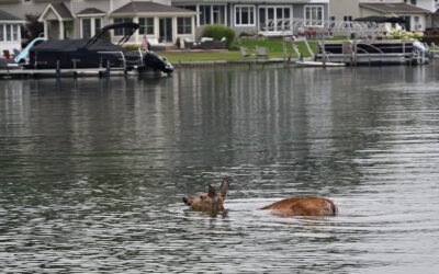 Deer Attempts Swim across Lake