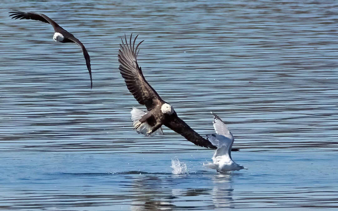 Battle of the Birds