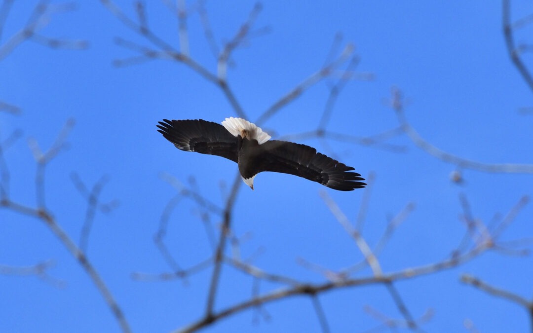 Eagles and Winter Views