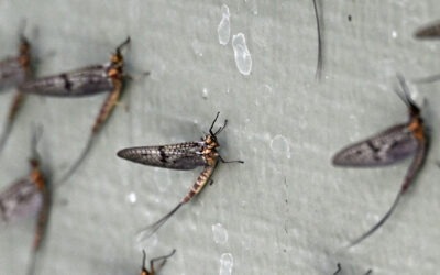 Bugs and Beauty